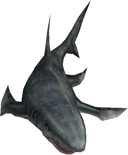 Great White Shark