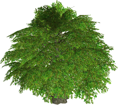 Fairy Tree of Abyss